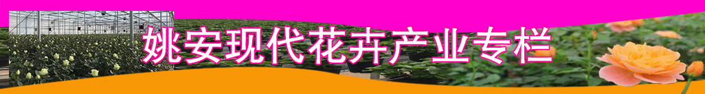 姚安現(xiàn)代花卉產(chǎn)業(yè)專(zhuān)欄