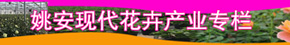 姚安現(xiàn)代花卉產(chǎn)業(yè)專(zhuān)欄